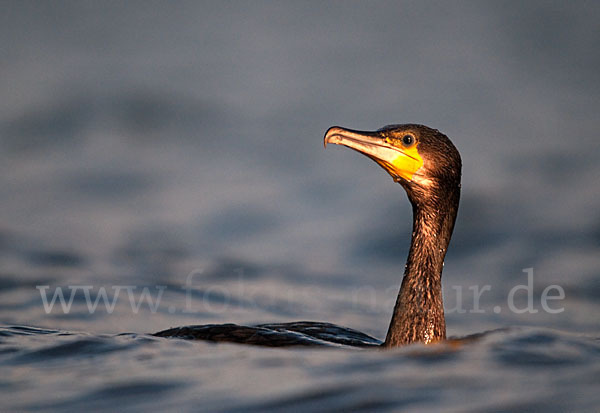 Kormoran (Phalacrocorax carbo)