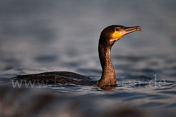 Kormoran (Phalacrocorax carbo)