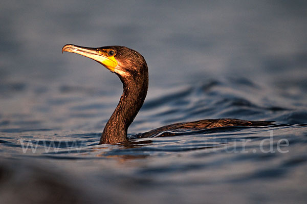 Kormoran (Phalacrocorax carbo)