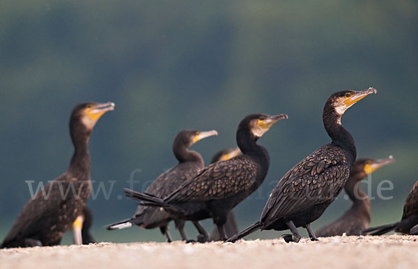 Kormoran (Phalacrocorax carbo)