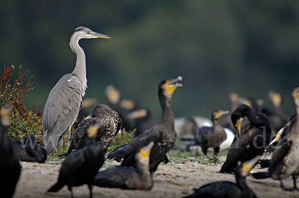 Kormoran (Phalacrocorax carbo)