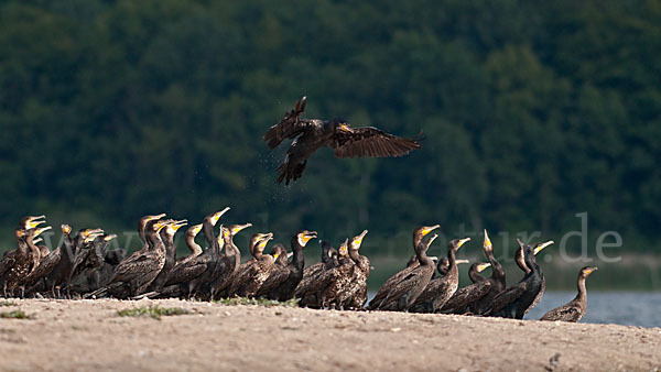 Kormoran (Phalacrocorax carbo)