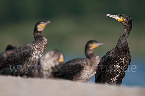 Kormoran (Phalacrocorax carbo)