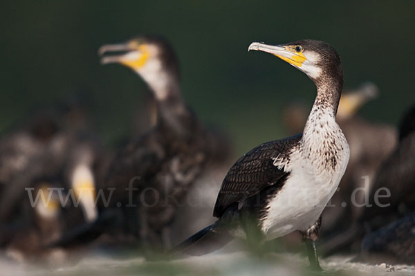 Kormoran (Phalacrocorax carbo)