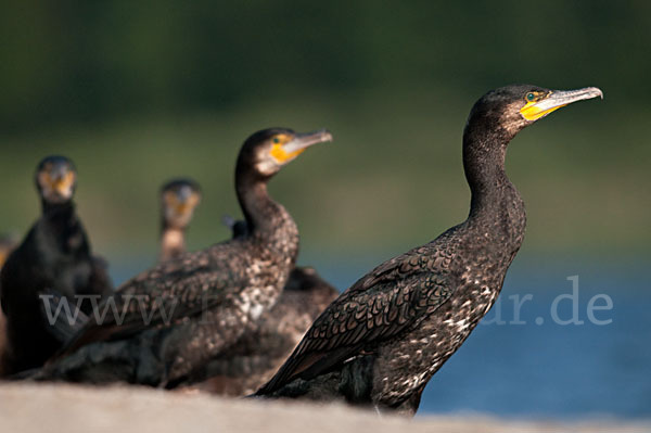 Kormoran (Phalacrocorax carbo)