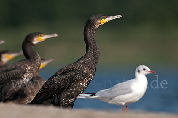 Kormoran (Phalacrocorax carbo)