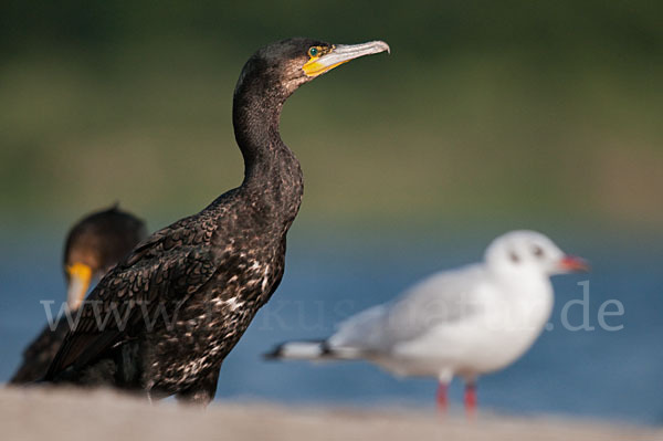 Kormoran (Phalacrocorax carbo)