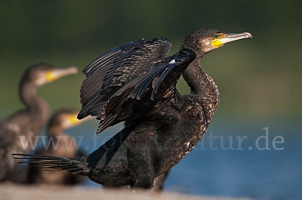 Kormoran (Phalacrocorax carbo)