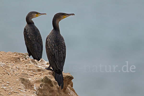 Kormoran (Phalacrocorax carbo)