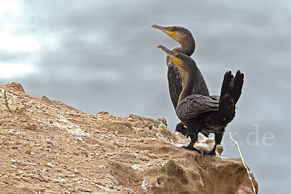 Kormoran (Phalacrocorax carbo)