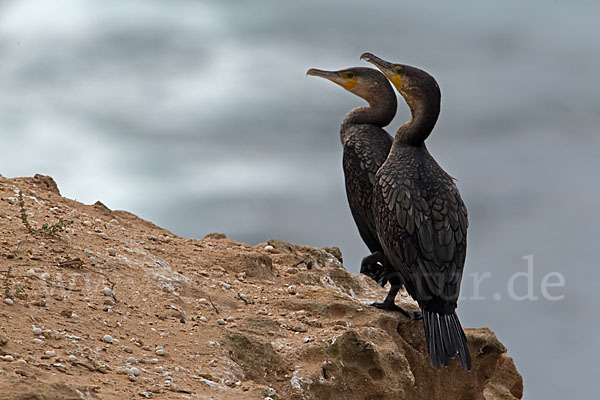 Kormoran (Phalacrocorax carbo)