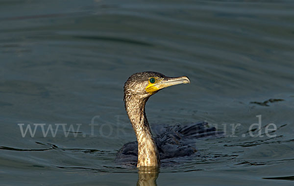 Kormoran (Phalacrocorax carbo)