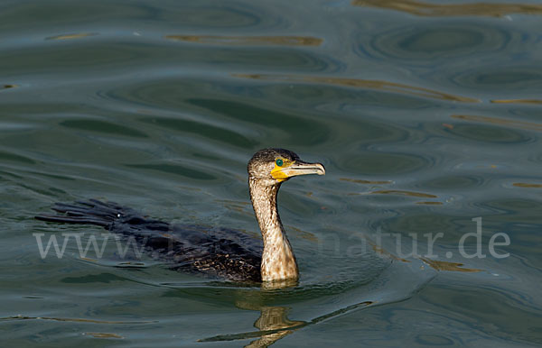 Kormoran (Phalacrocorax carbo)