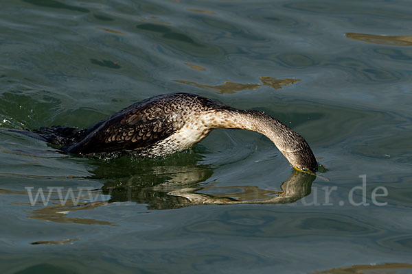 Kormoran (Phalacrocorax carbo)