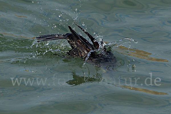 Kormoran (Phalacrocorax carbo)