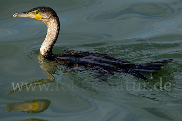 Kormoran (Phalacrocorax carbo)