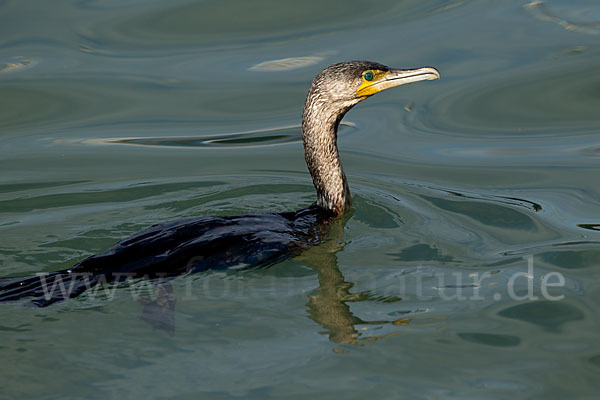 Kormoran (Phalacrocorax carbo)