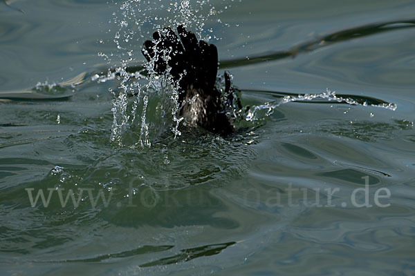 Kormoran (Phalacrocorax carbo)