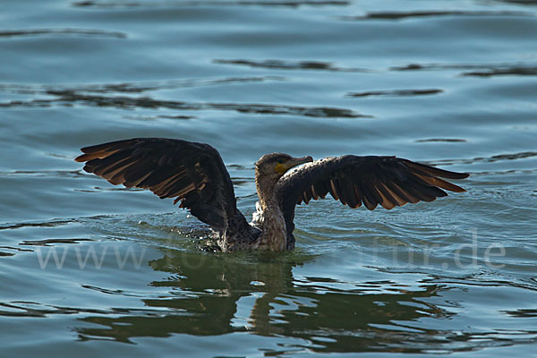 Kormoran (Phalacrocorax carbo)