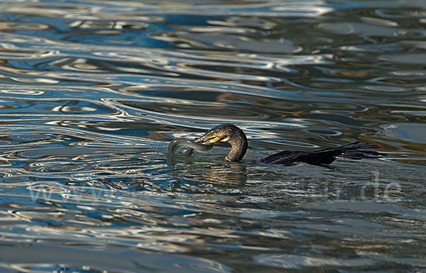 Kormoran (Phalacrocorax carbo)