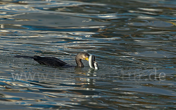 Kormoran (Phalacrocorax carbo)