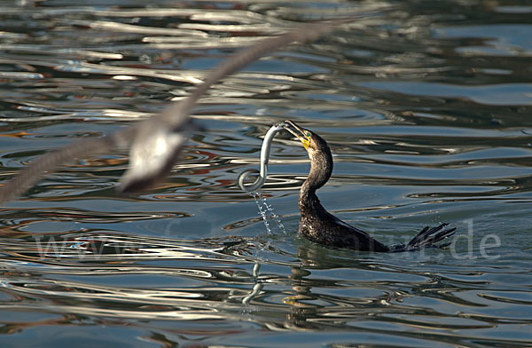 Kormoran (Phalacrocorax carbo)