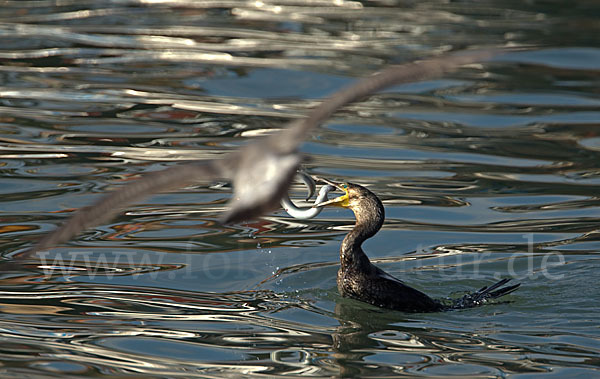 Kormoran (Phalacrocorax carbo)