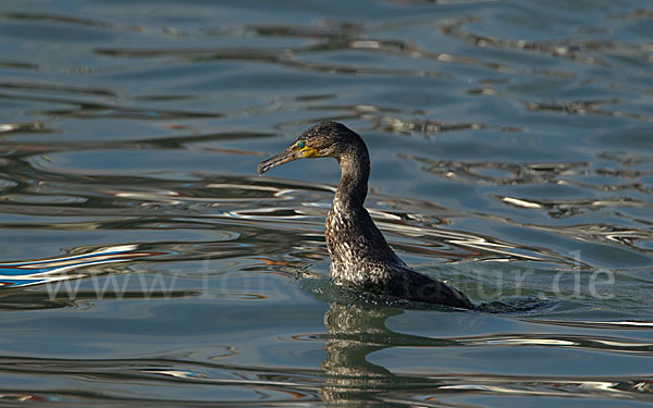 Kormoran (Phalacrocorax carbo)