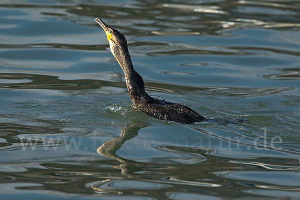 Kormoran (Phalacrocorax carbo)