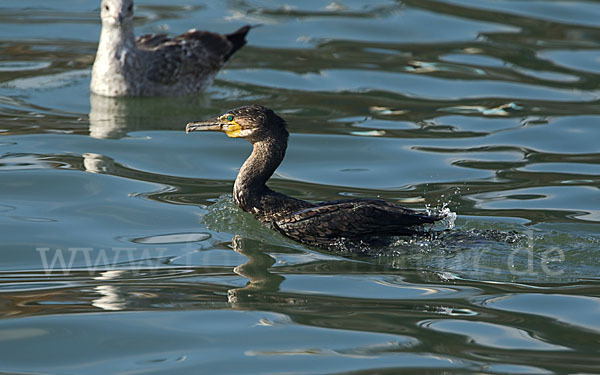 Kormoran (Phalacrocorax carbo)