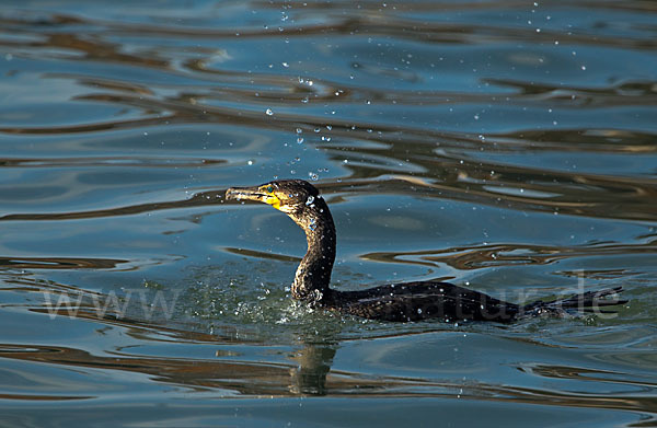 Kormoran (Phalacrocorax carbo)