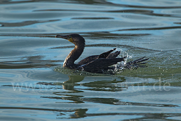 Kormoran (Phalacrocorax carbo)