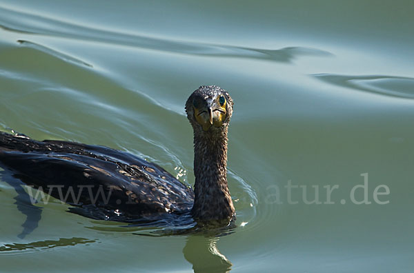 Kormoran (Phalacrocorax carbo)