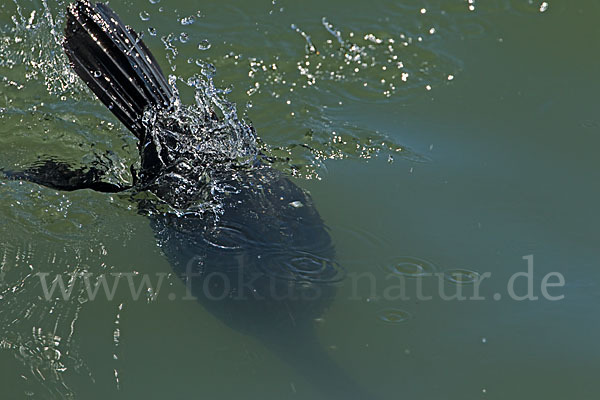 Kormoran (Phalacrocorax carbo)