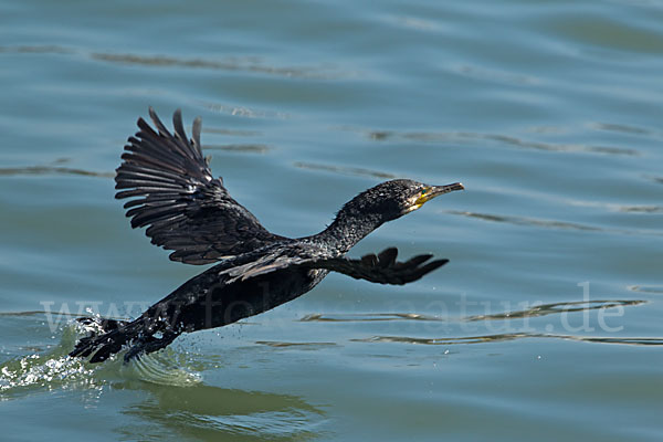 Kormoran (Phalacrocorax carbo)