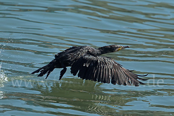 Kormoran (Phalacrocorax carbo)