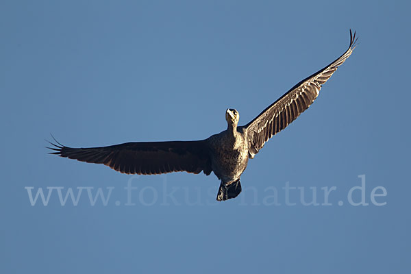 Kormoran (Phalacrocorax carbo)