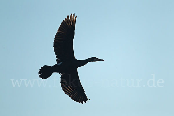 Kormoran (Phalacrocorax carbo)