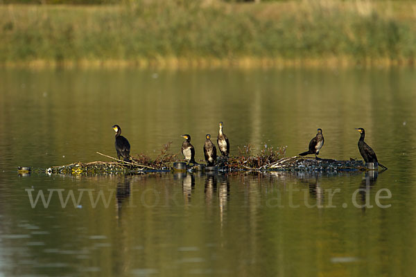 Kormoran (Phalacrocorax carbo)