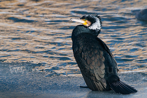 Kormoran (Phalacrocorax carbo)