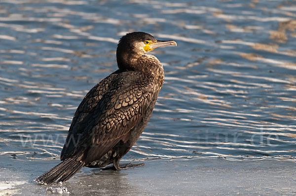 Kormoran (Phalacrocorax carbo)