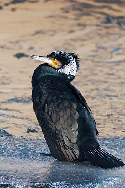 Kormoran (Phalacrocorax carbo)