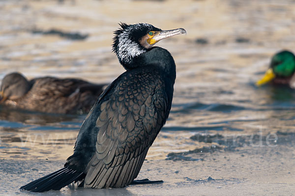 Kormoran (Phalacrocorax carbo)