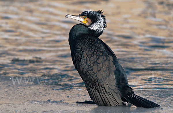 Kormoran (Phalacrocorax carbo)