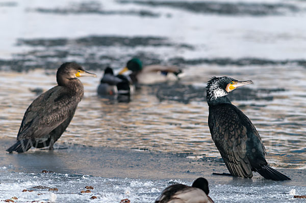 Kormoran (Phalacrocorax carbo)