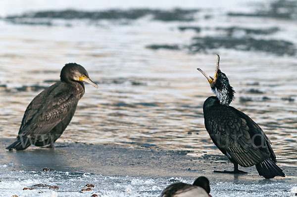 Kormoran (Phalacrocorax carbo)