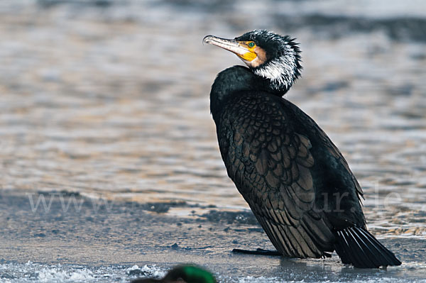 Kormoran (Phalacrocorax carbo)