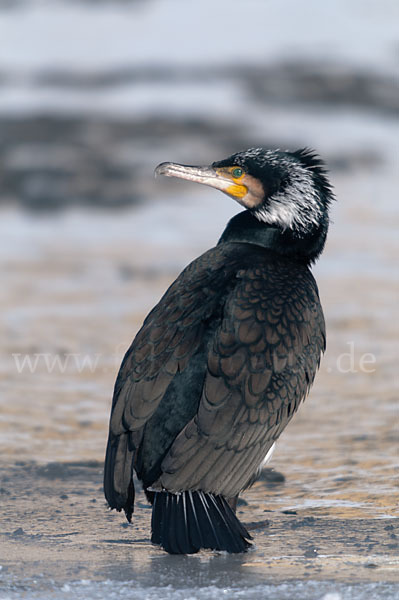 Kormoran (Phalacrocorax carbo)