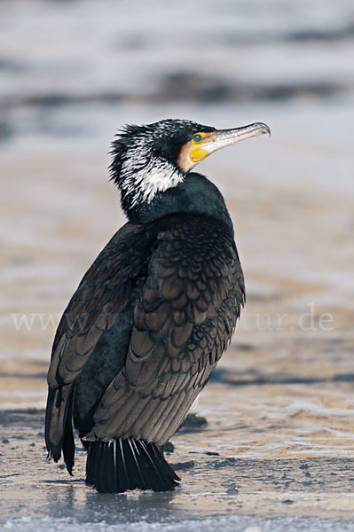 Kormoran (Phalacrocorax carbo)