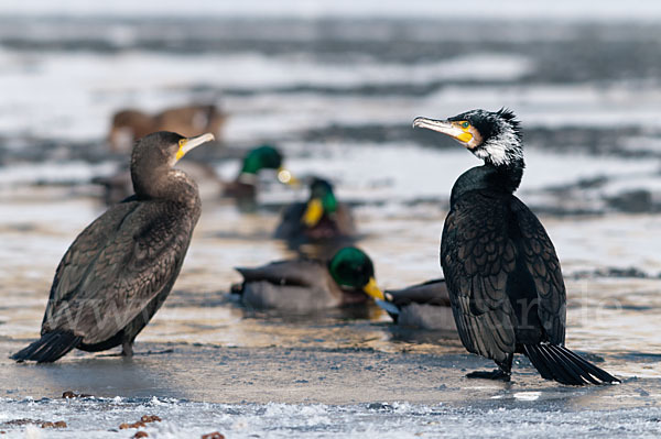 Kormoran (Phalacrocorax carbo)